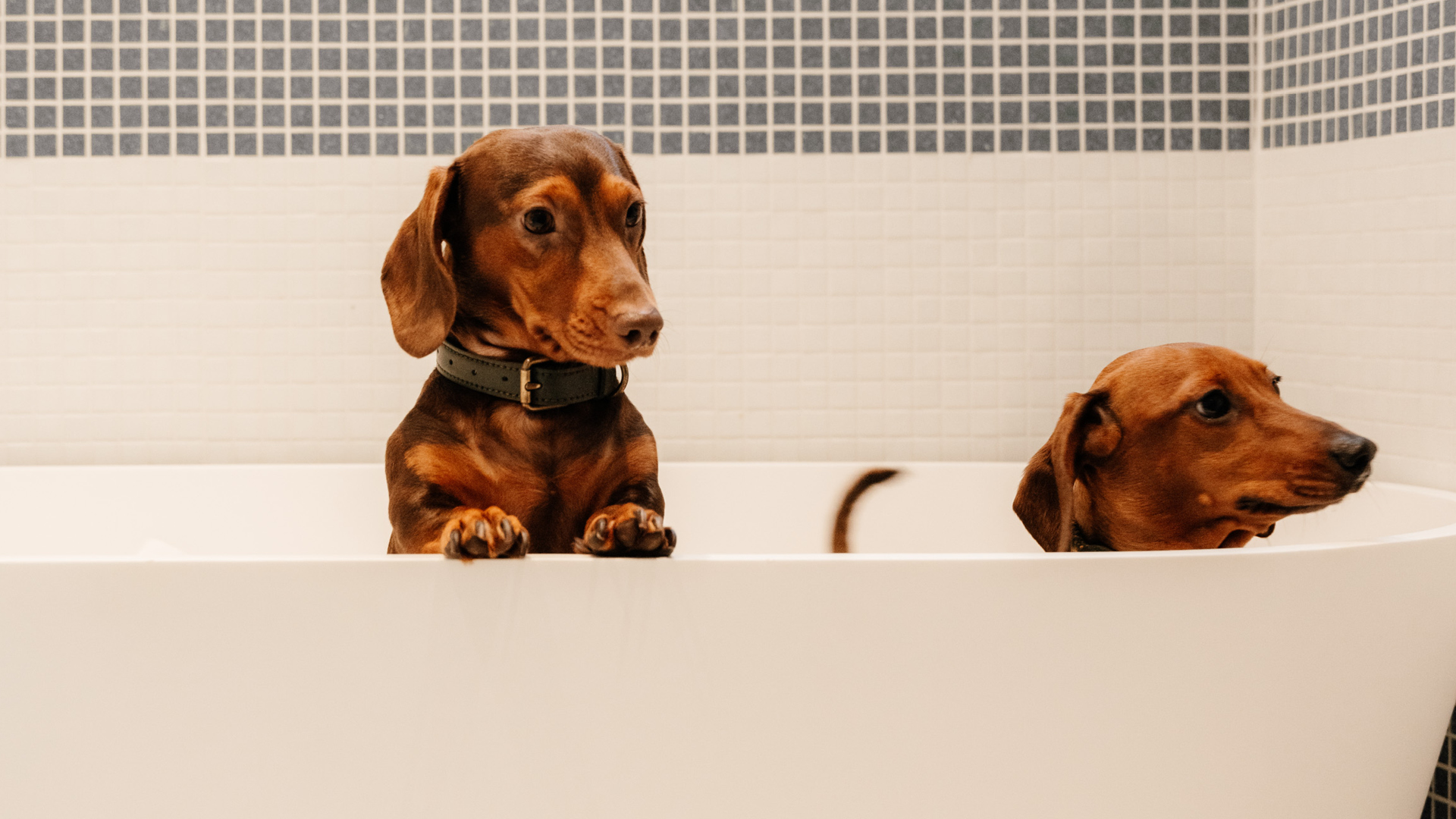 Dog friendly stays in the south. THE NICI Bournemouth