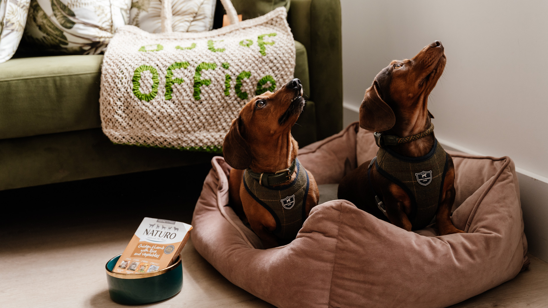 Dog friendly hotels on the south coast of England, THE NICI Bournemouth