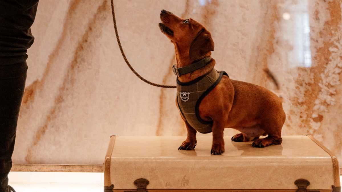 dachshund on a lead looking at handler